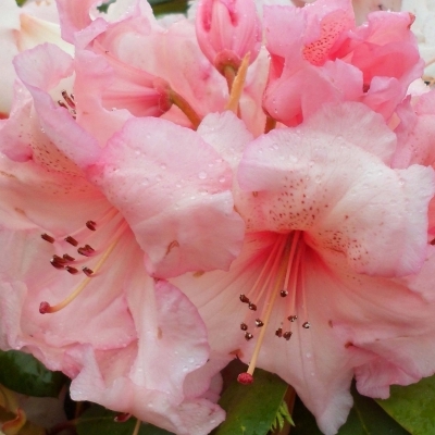 Rhododendron hybride Virginia Richards