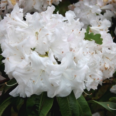 Rhododendron hybride Wonderland