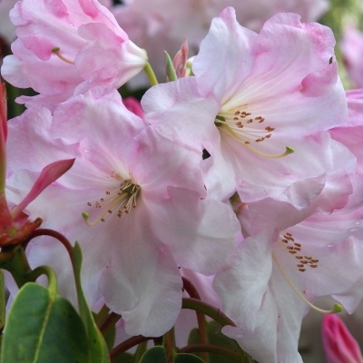 Rhododendron hybride Loderi King Georges