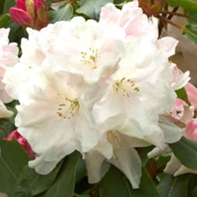 Rhododendron hybride Loderi Molly Cocker