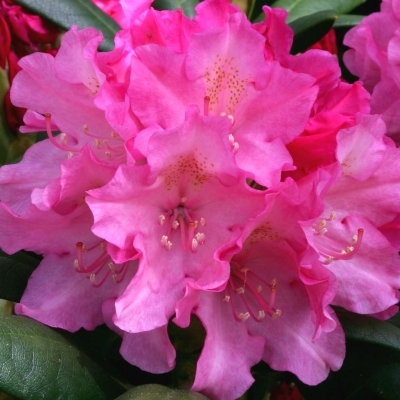 Rhododendron yakushimanum Polaris