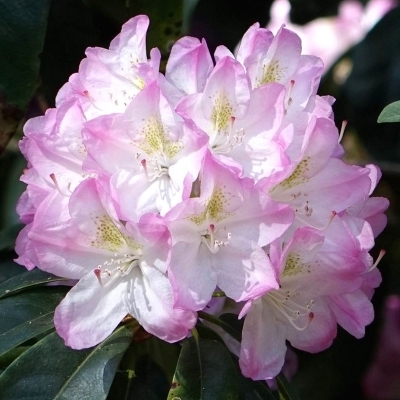Rhododendron hybride Sweet Simplicity