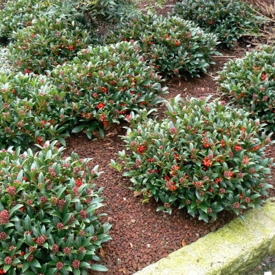 SKIMMIA