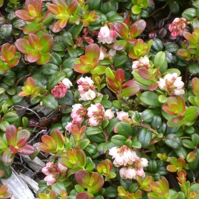 VACCINIUM / Airelle