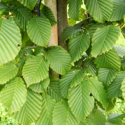 CARPINUS