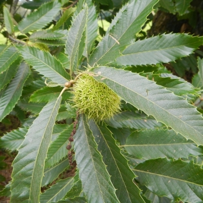 CASTANEA