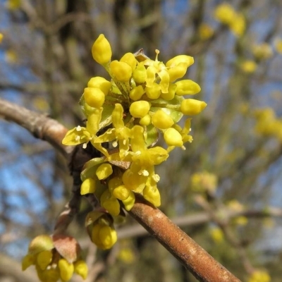 CORNUS