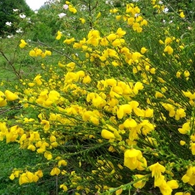 CYTISUS