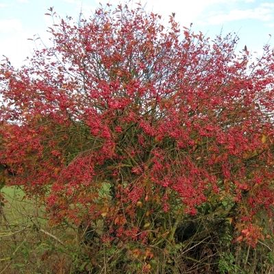 EUONYMUS