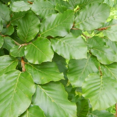 FAGUS