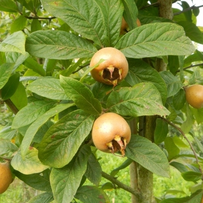 MESPILUS