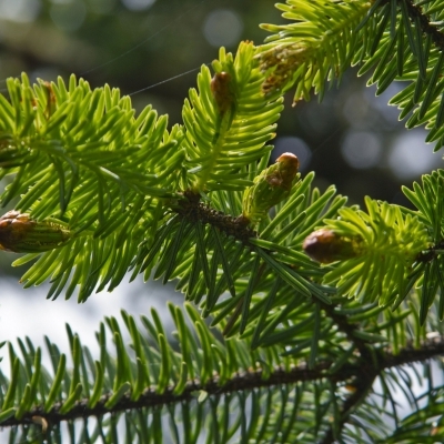 Sapin de Sitka