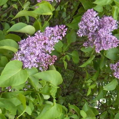 SYRINGA