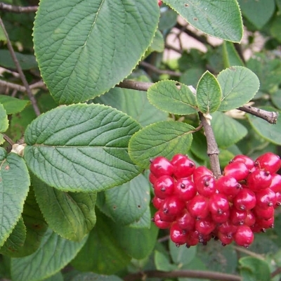 VIBURNUM