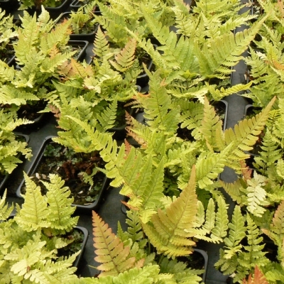 Dryopteris erythrosora