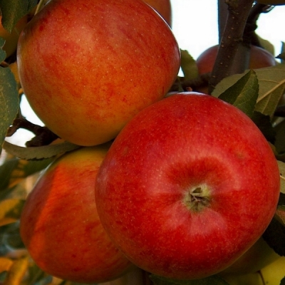 Pommier greffé Braeburn