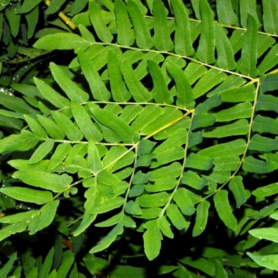 OSMUNDA