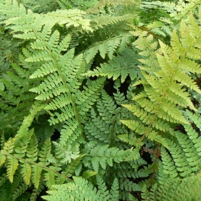 POLYSTICHUM