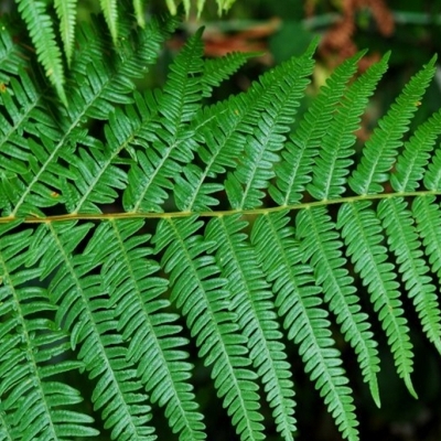 PTERIDUM