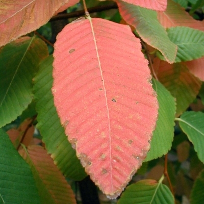 NOTHOFAGUS / Hêtre d'Amérique