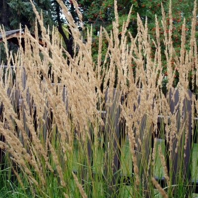 CALAMAGROSTIS