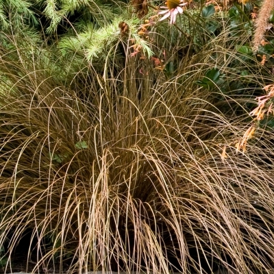 CAREX