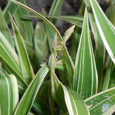 Laîche à larges feuilles Variegata