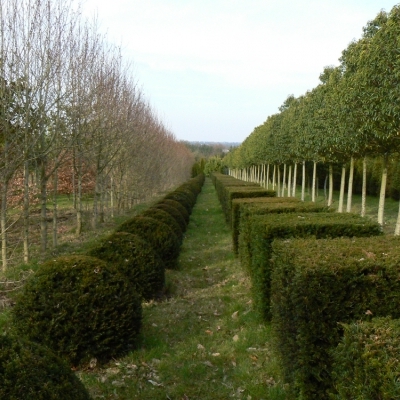 TAXUS