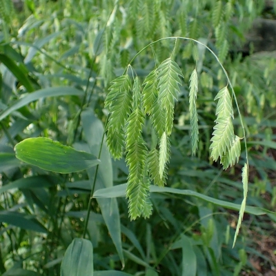 CHASMANTHIUM