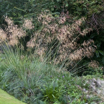 DESCHAMPSIA