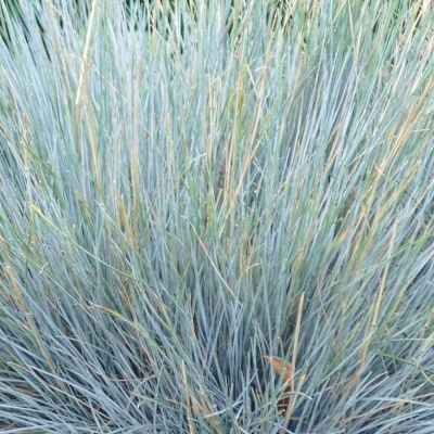 FESTUCA