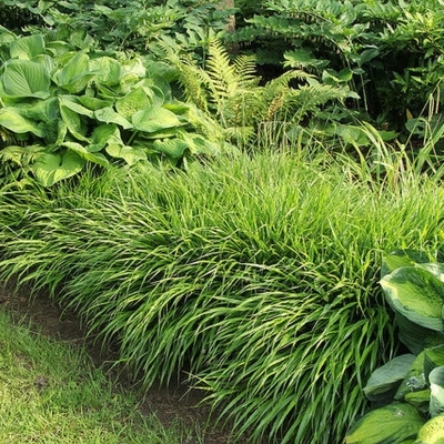 HAKONECHLOA