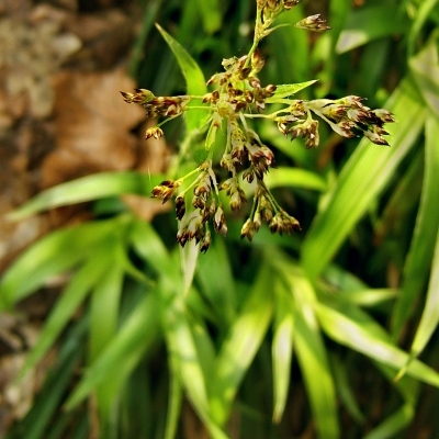 Luzule des forêts