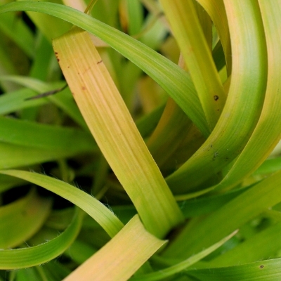 Luzule des forêts Aurea