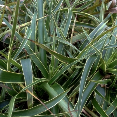 Luzule des forêts Marginata