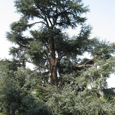 Cèdre bleu de l'Atlas