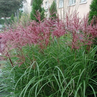 Eulalie Malepartus, Roseau de Chine Malepartus