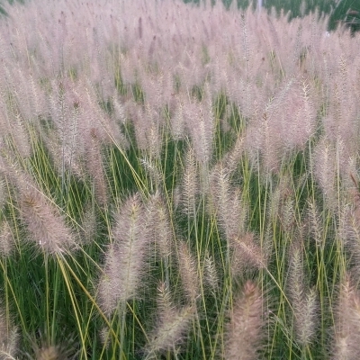 Herbe aux écouvillons Gelbstiel