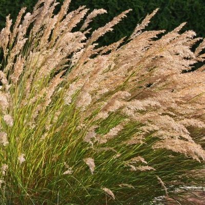 Stipa calamagrostis