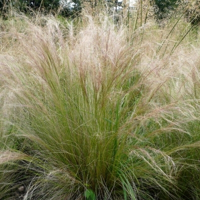 STIPA