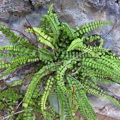 ASPLENIUM