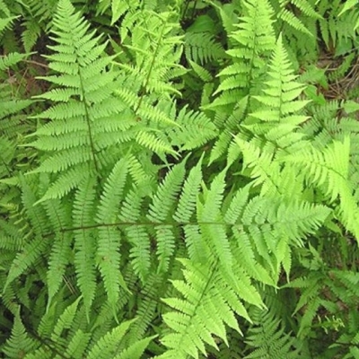 ATHYRIUM