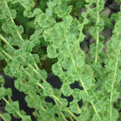 Fougère femelle Frizelliae