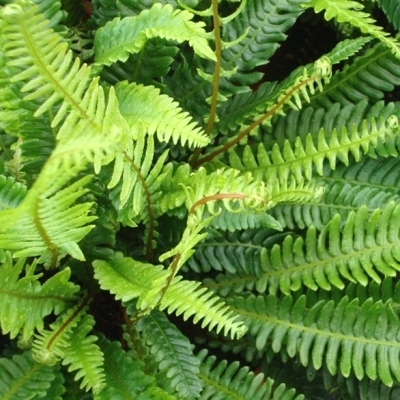 BLECHNUM