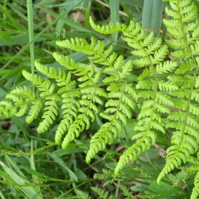 DRYOPTERIS