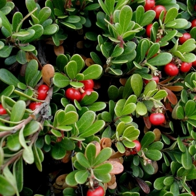 ARCTOSTAPHYLLOS / Raisin d'ours