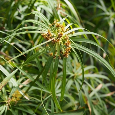 CYPERUS