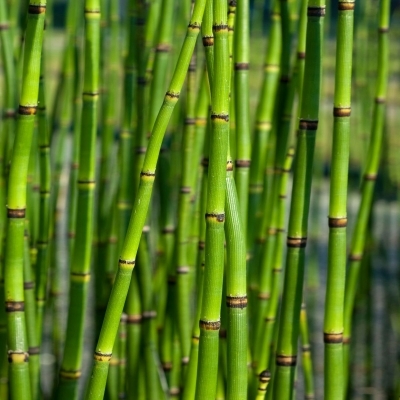 EQUISETUM