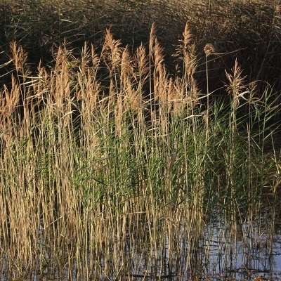 PHRAGMITES