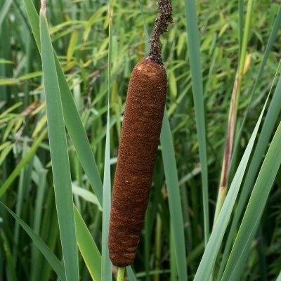 TYPHA